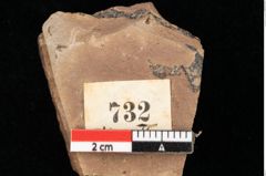 Foto (Detailansicht) von Alnus gracilis Unger (NHMW-GEO-2024-0188-0732)